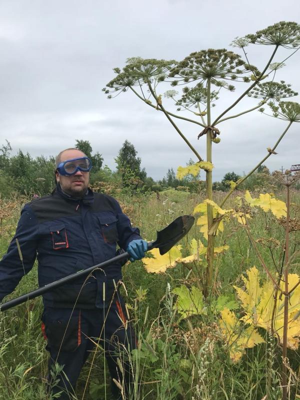 Осторожно – борщевик Сосновского! 