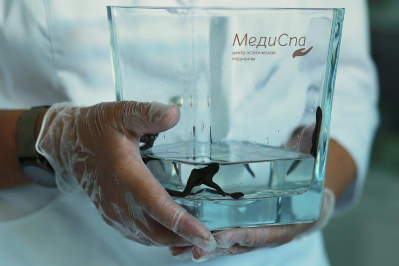 Откуда в "МиГе" пиявки и чем они могут помочь вам Откуда в "МиГе" пиявки и чем они могут помочь вам